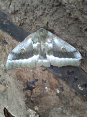 Gonimbrasia zambesina