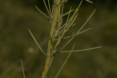 Acacia ptychoclada