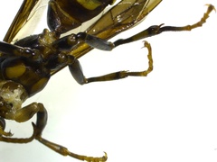 Polistes