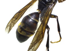 Polistes