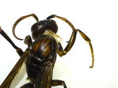 Polistes