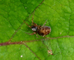 Dictyna uncinata