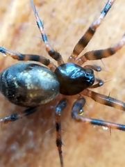 Lepthyphantes