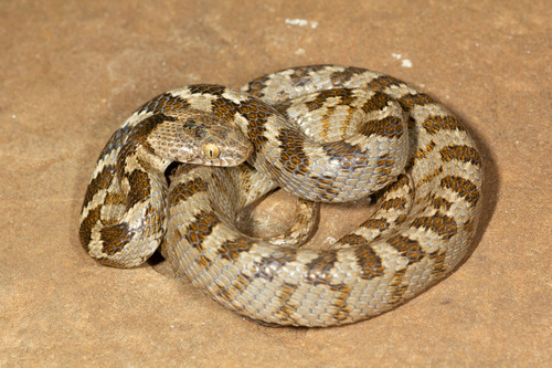 Cat Snake
