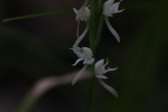 Habenaria propinquior