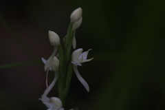 Habenaria propinquior