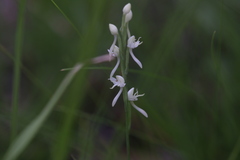 Habenaria propinquior