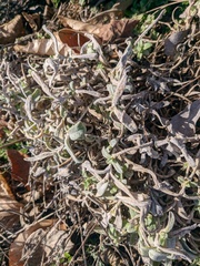Cerastium biebersteinii