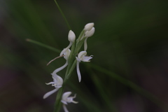Habenaria propinquior