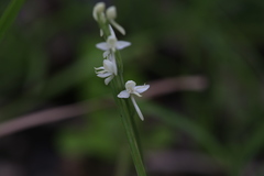 Habenaria propinquior