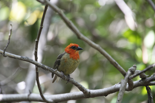Mauritius Fody (Foudia rubra), photo 5