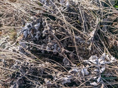 Psephellus declinatus