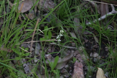 Habenaria propinquior