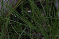 Byblis liniflora