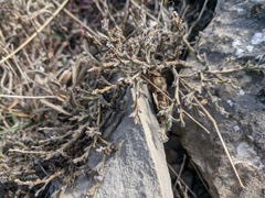 Genista albida