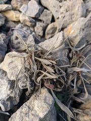 Cephalaria coriacea