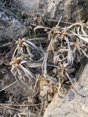 Cephalaria coriacea