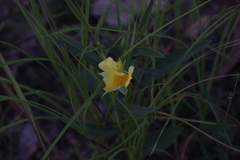 Hibbertia longifolia