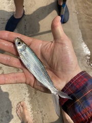 Alestes macrophthalmus