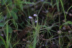 Byblis liniflora