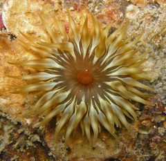 Anemonia mutabilis