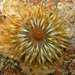 Anemonia mutabilis - Photo (c) cory-pittman,  זכויות יוצרים חלקיות (CC BY-NC)