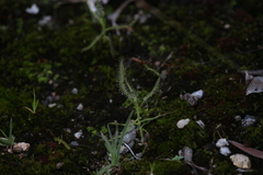 Drosera serpens