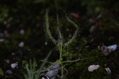 Drosera serpens