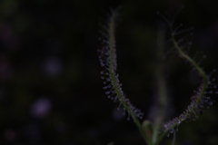 Drosera serpens