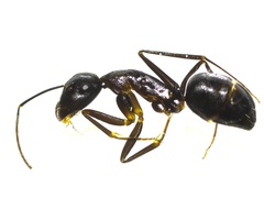 Tanaemyrmex