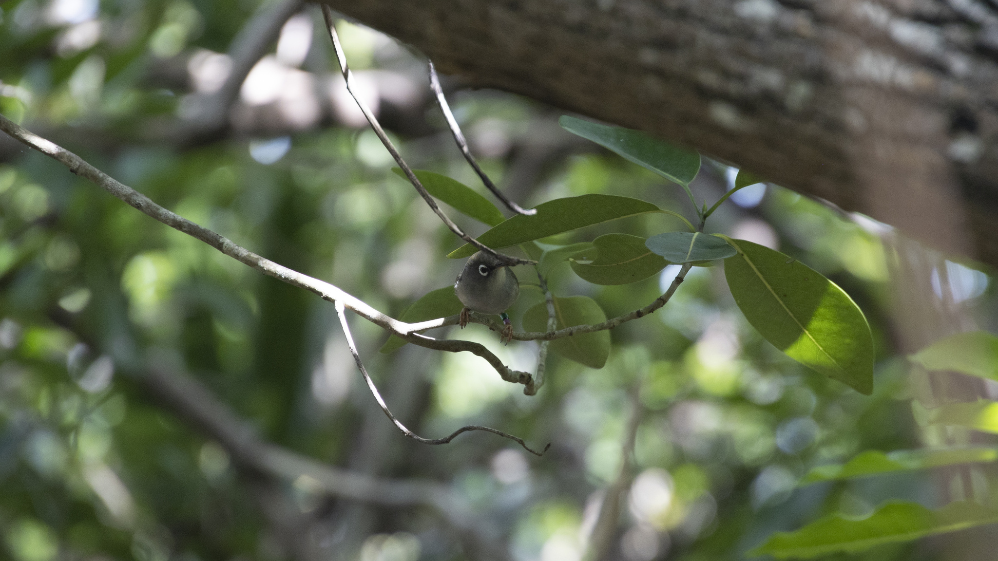 Mauritius Olive White-eye (Zosterops chloronothos), photo 6