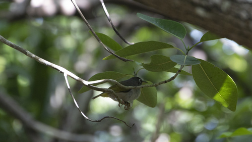 Mauritius Olive White-eye (Zosterops chloronothos), photo 5