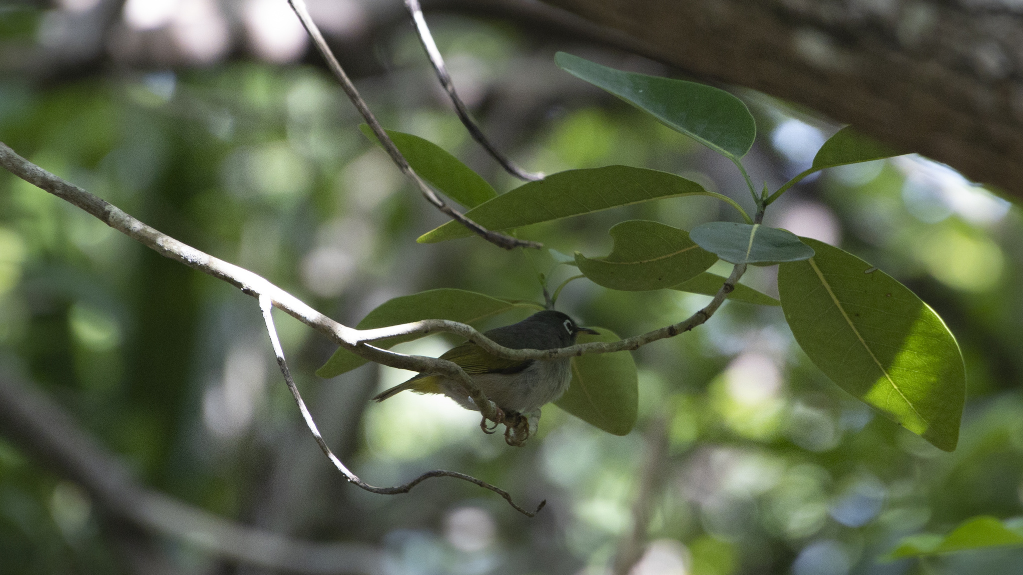 Mauritius Olive White-eye (Zosterops chloronothos), photo 5