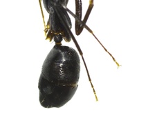 Tanaemyrmex