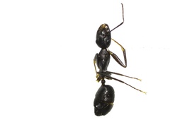 Tanaemyrmex