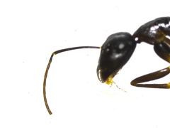 Tanaemyrmex