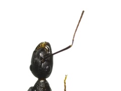Tanaemyrmex