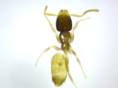 Tapinoma melanocephalum