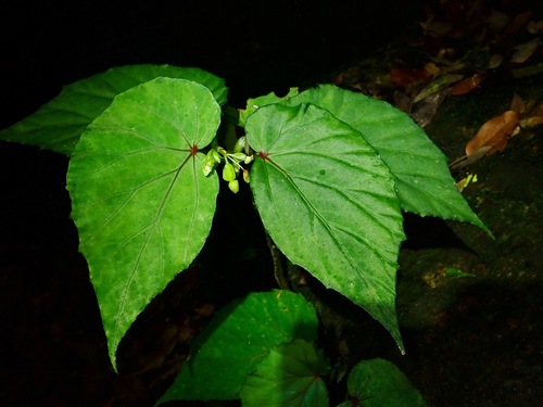 Begonia holttumii