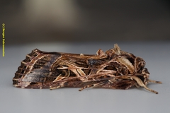 Spodoptera littoralis