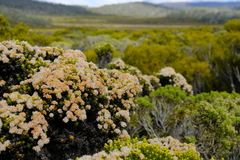 Ozothamnus ledifolius