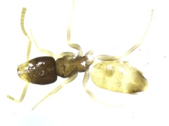 Tapinoma melanocephalum
