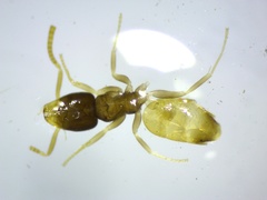 Tapinoma melanocephalum