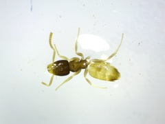 Tapinoma melanocephalum