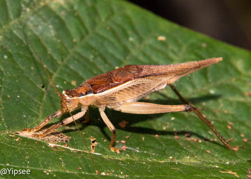 Sonotrella major