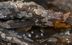 Einhornia crustulenta