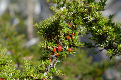Coprosma nitida
