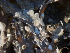 Einhornia crustulenta