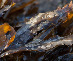 Einhornia crustulenta