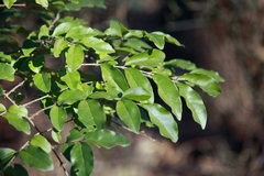 Ligustrum sinense